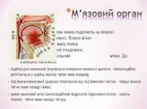 М'язи язика поділяють на власні і скелетні (зовнішні). Власні м'язи складають...