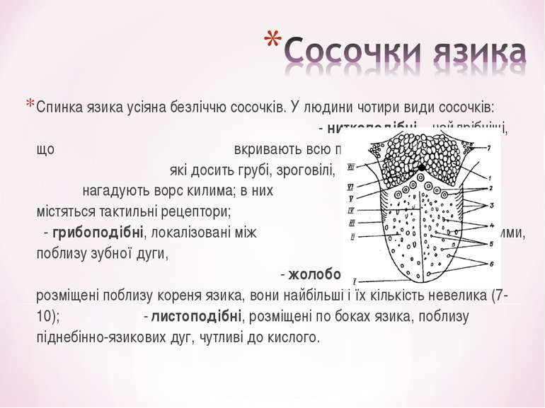 Спинка язика усіяна безліччю сосочків. У людини чотири види сосочків: - нитко...