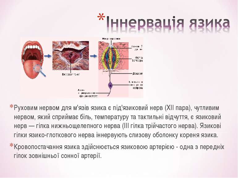 Руховим нервом для м'язів язика є під'язиковий нерв (XII пара), чутливим нерв...