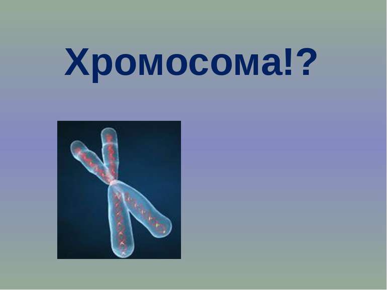 Хромосома!?