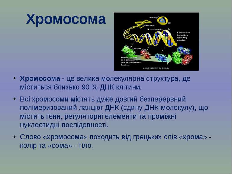 Хромосома Хромосома - це велика молекулярна структура, де міститься близько 9...