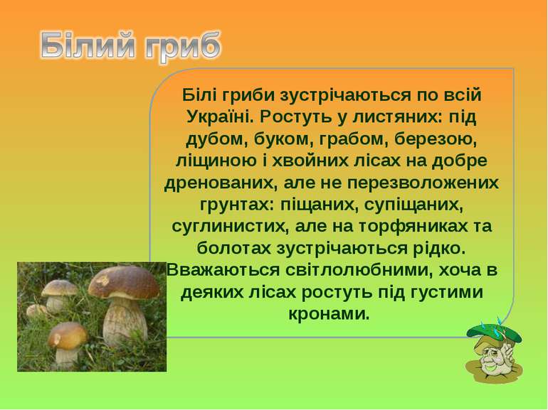 Білі гриби зустрічаються по всій Україні. Ростуть у листяних: під дубом, буко...