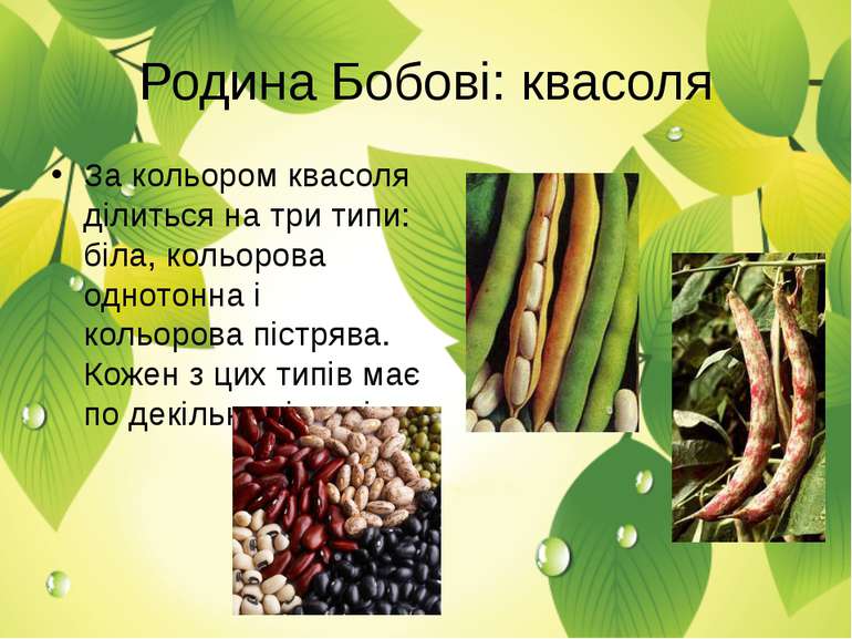 Родина Бобові: квасоля За кольором квасоля ділиться на три типи: біла, кольор...