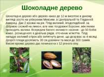 Шоколадне дерево або дерево какао до 12 м висотою в дикому вигляді росте на у...