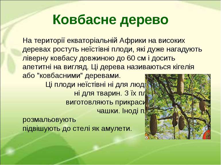 Ковбасне дерево На території екваторіальній Африки на високих деревах ростуть...