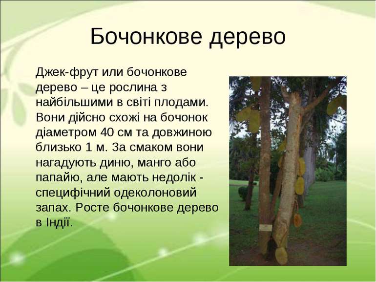 Бочонкове дерево Джек-фрут или бочонкове дерево – це рослина з найбільшими в ...