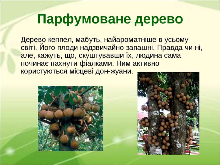 Парфумоване дерево Дерево кеппел, мабуть, найароматніше в усьому світі. Його ...