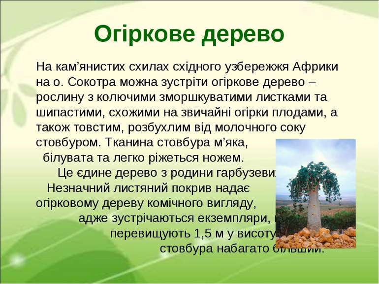 Огіркове дерево На кам’янистих схилах східного узбережжя Африки на о. Сокотра...