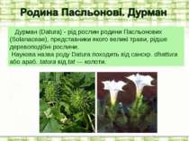 Дурман (Datura) - рід рослин родини Пасльонових (Solanaceae), представники як...