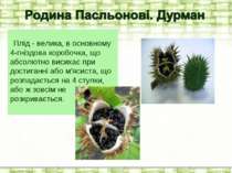 Плід - велика, в основному 4‑гніздова коробочка, що абсолютно висихає при дос...