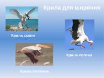 Крила для ширяння Крила лелеки Крила пелікана Крила скопи