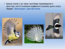 Крила птахів є не лише засобами переміщення в просторі, але й головною відмін...