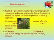 Калина – рослина нашого українського роду, яке поширене майже по всій країні....