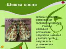 Шишка сосни Шишка є органом розмноження голонасінних рослин. У шишці спіральн...