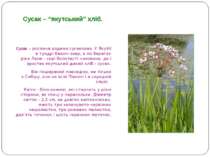 Сусак – рослина родини сусакових. У Якутії в тундрі безліч озер, а по берегах...