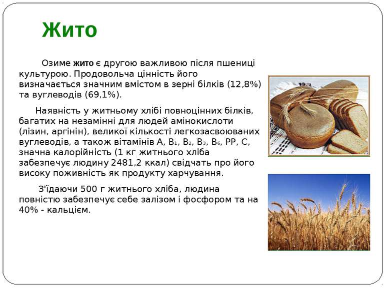 Озиме жито є другою важливою після пшениці культурою. Продовольча цінність йо...
