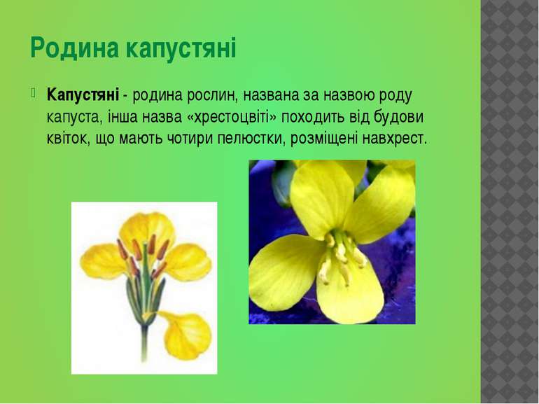 Родина капустяні Капустяні - родина рослин, названа за назвою роду капуста, і...