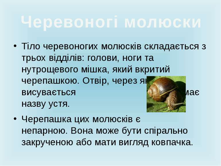 Тіло черевоногих молюсків складається з трьох відділів: голови, ноги та нутро...