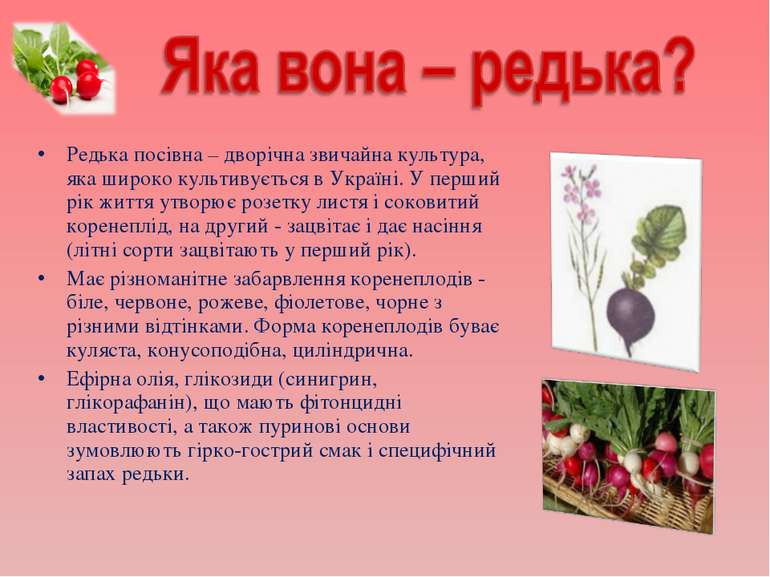 Редька посівна – дворічна звичайна культура, яка широко культивується в Украї...