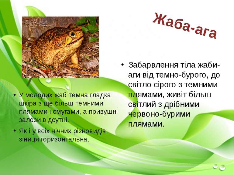 У молодих жаб темна гладка шкіра з ще більш темними плямами і смугами, а прив...