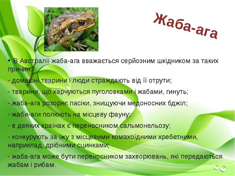В Австралії жаба-ага вважається серйозним шкідником за таких причин: - домашн...