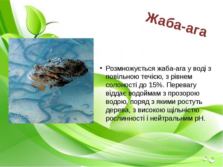Розмножується жаба-ага у воді з повільною течією, з рівнем солоності до 15%. ...