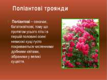 Поліантові – означає, багатоквіткові, тому що протягом усього літа і в першій...