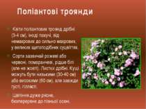 Квіти поліантових троянд дрібні (3-4 см), іноді пахучі, від немахрових до сил...