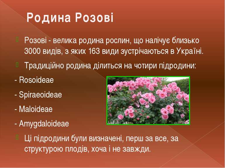 Розові - велика родина рослин, що налічує близько 3000 видів, з яких 163 види...