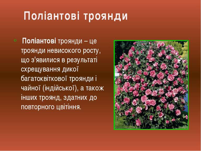 Поліантові троянди – це троянди невисокого росту, що з'явилися в результаті с...