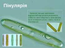 Кремневі панцирі діатомових водоростей відзначаються великою стійкістю: вони ...