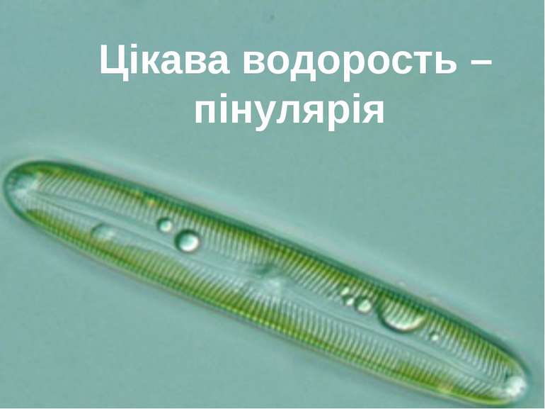 Цікава водорость – пінулярія