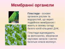 Пластиди - основні органели рослин та водоростей, що вкриті подвійною мембран...