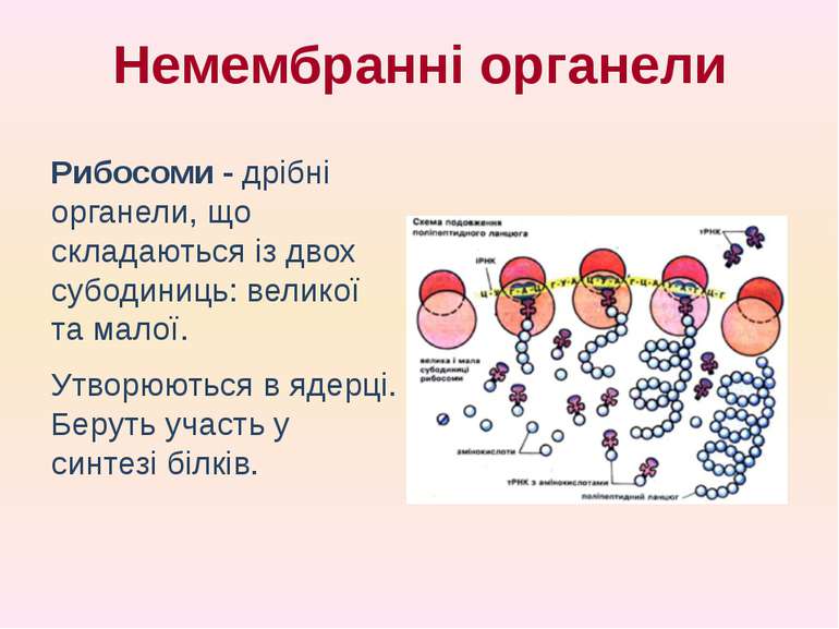 Рибосоми - дрібні органели, що складаються із двох субодиниць: великої та мал...