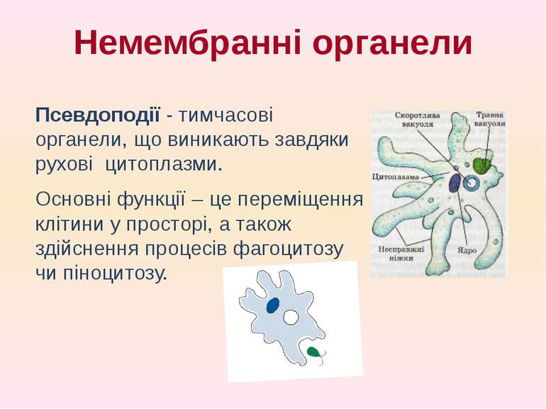 Псевдоподії - тимчасові органели, що виникають завдяки рухові цитоплазми. Осн...