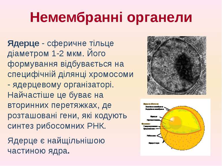 Ядерце - сферичне тільце діаметром 1-2 мкм. Його формування відбувається на с...