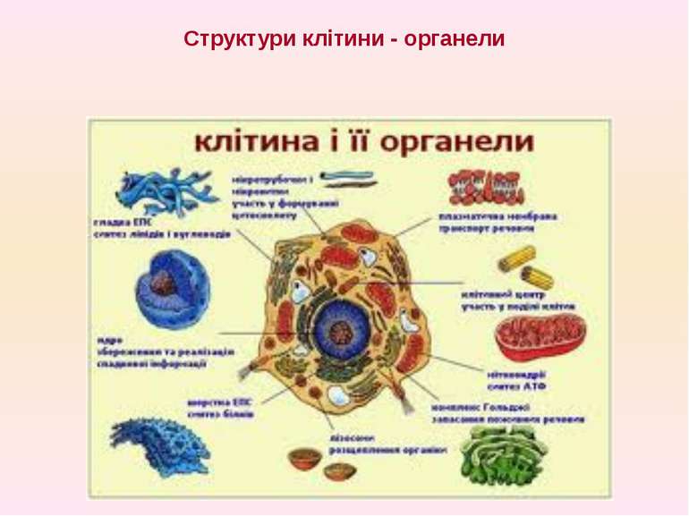 Структури клітини - органели