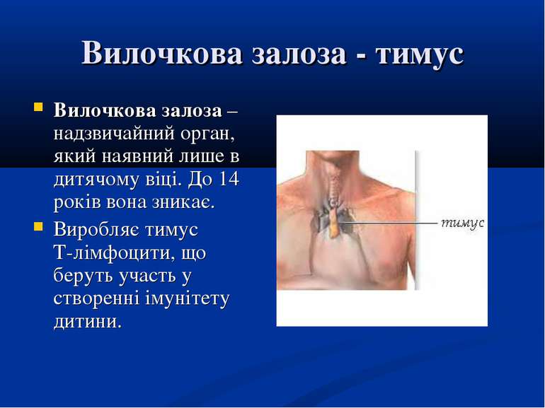Вилочкова залоза - тимус Вилочкова залоза – надзвичайний орган, який наявний ...