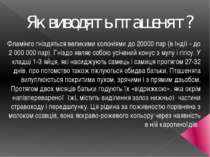 Як виводять пташенят? Фламінго гніздяться великими колоніями до 20000 пар (в ...