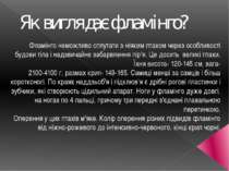 Як виглядає фламінго? Фламінго неможливо сплутати з ніяким птахом через особл...