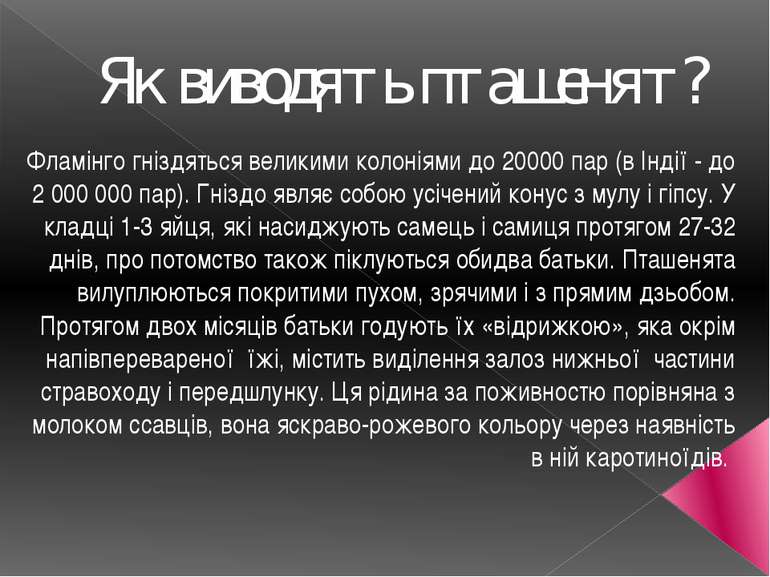 Як виводять пташенят? Фламінго гніздяться великими колоніями до 20000 пар (в ...