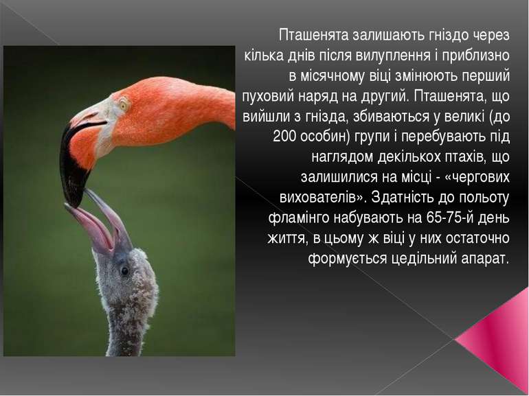 Пташенята залишають гніздо через кілька днів після вилуплення і приблизно в м...