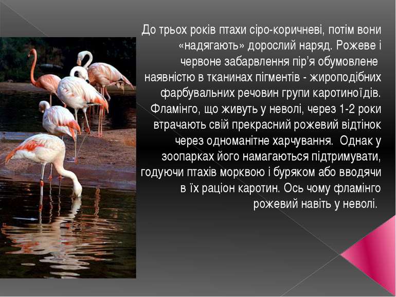 До трьох років птахи сіро-коричневі, потім вони «надягають» дорослий наряд. Р...