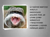 Ці грайливі мавпочки живуть в амазонських дощових лісах, де цілими днями займ...