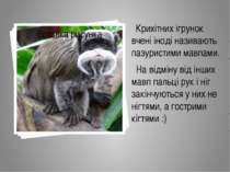 Крихітних ігрунок вчені іноді називають пазуристими мавпами. На відміну від і...