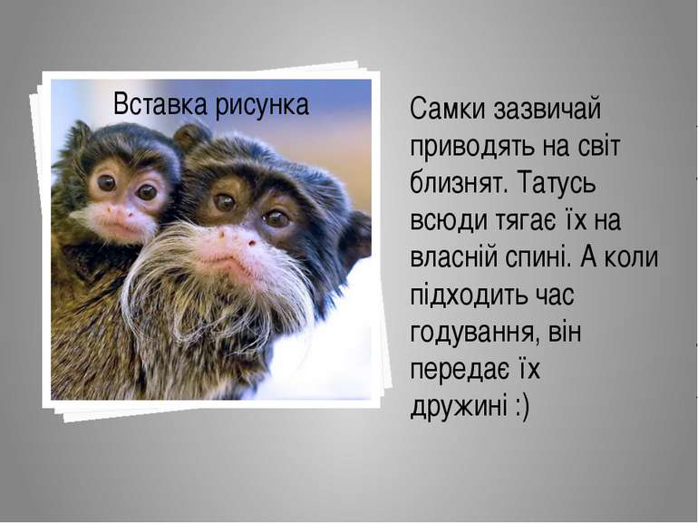 Самки зазвичай приводять на світ близнят. Татусь всюди тягає їх на власній сп...