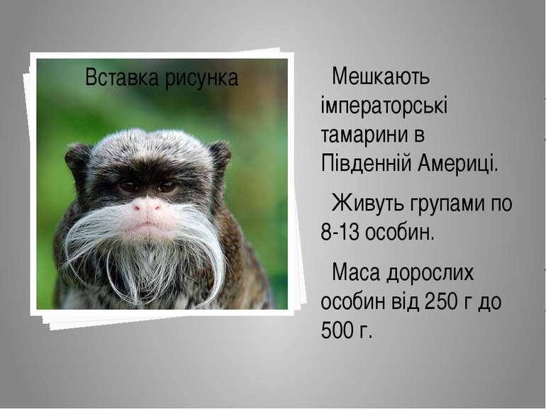 Мешкають імператорські тамарини в Південній Америці. Живуть групами по 8-13 о...