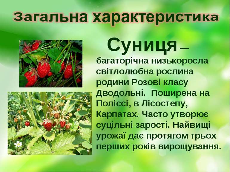 Суниця — багаторічна низькоросла світлолюбна рослина родини Розові класу Двод...