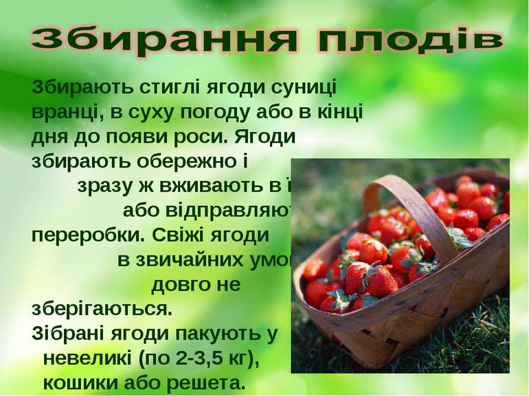 Збирають стиглі ягоди суниці вранці, в суху погоду або в кінці дня до появи р...
