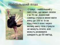Найбільший птах Страус - найбільший у світі птах, що може сягати 2 м 70 см. Д...